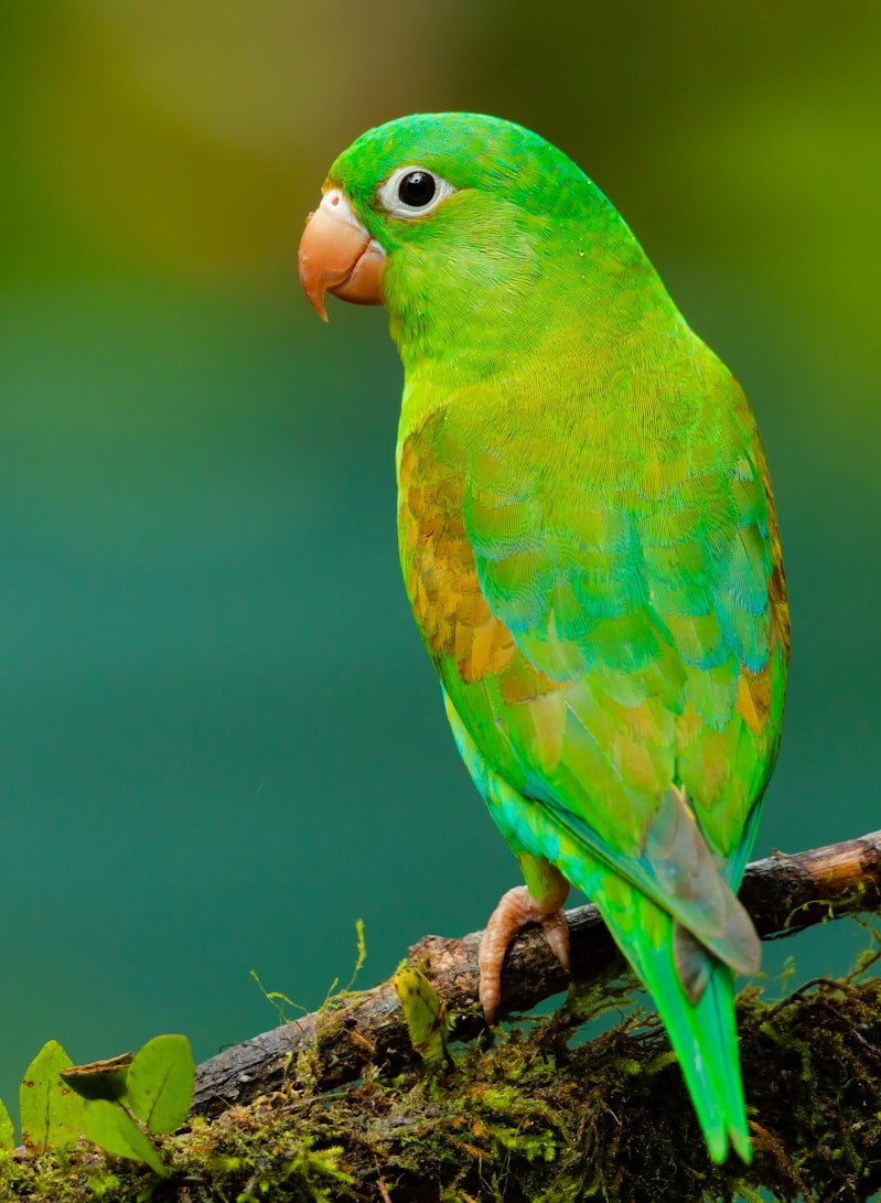 10 Common City Birds You Can Spot This Week